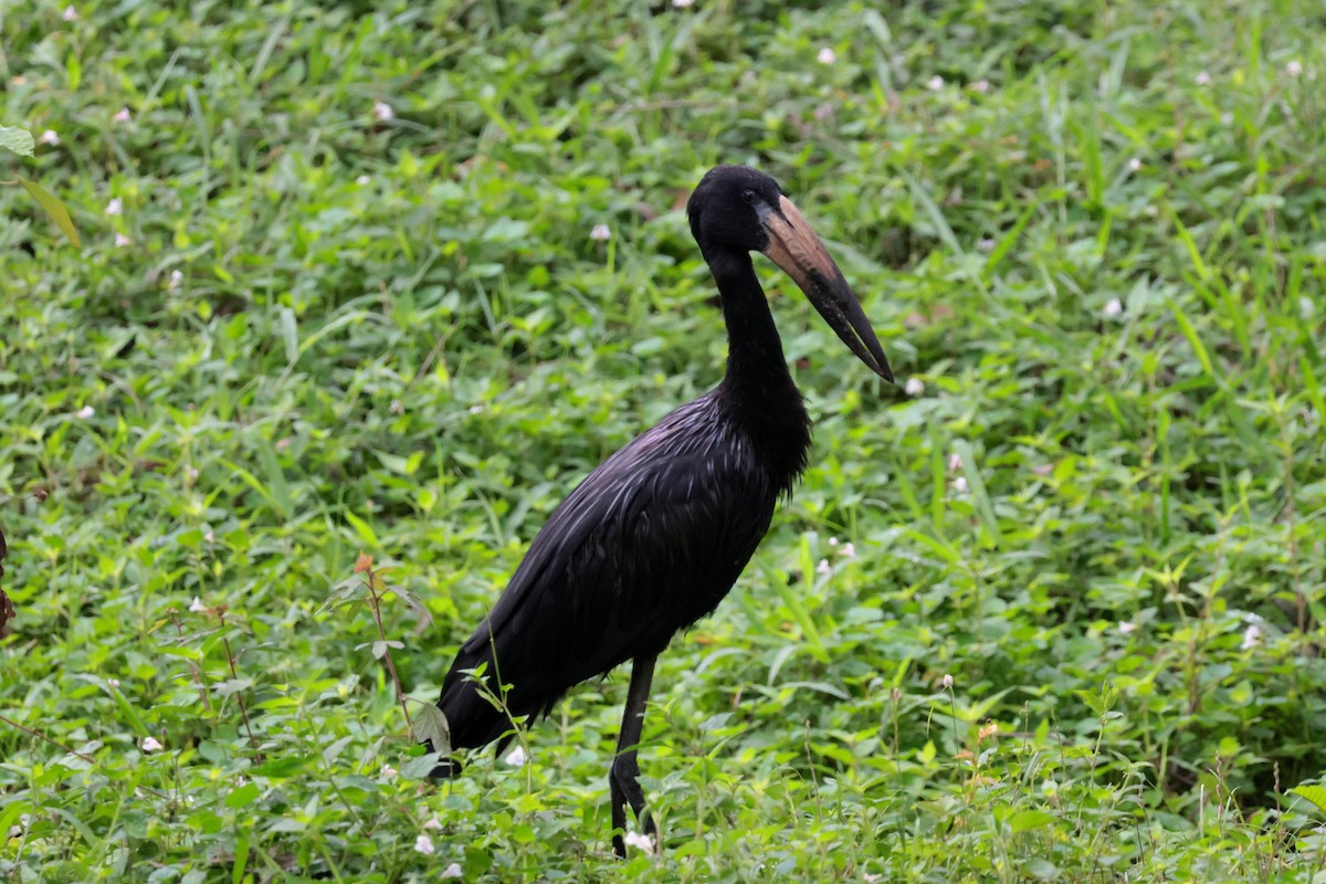 Matxardamoko beltza - ML644660089