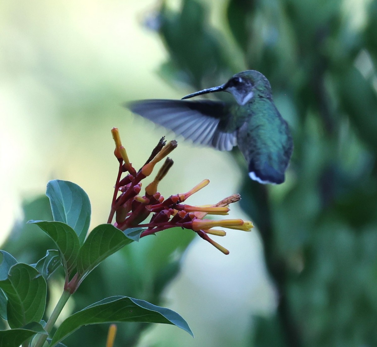 Ruby-throated Hummingbird - ML644660090