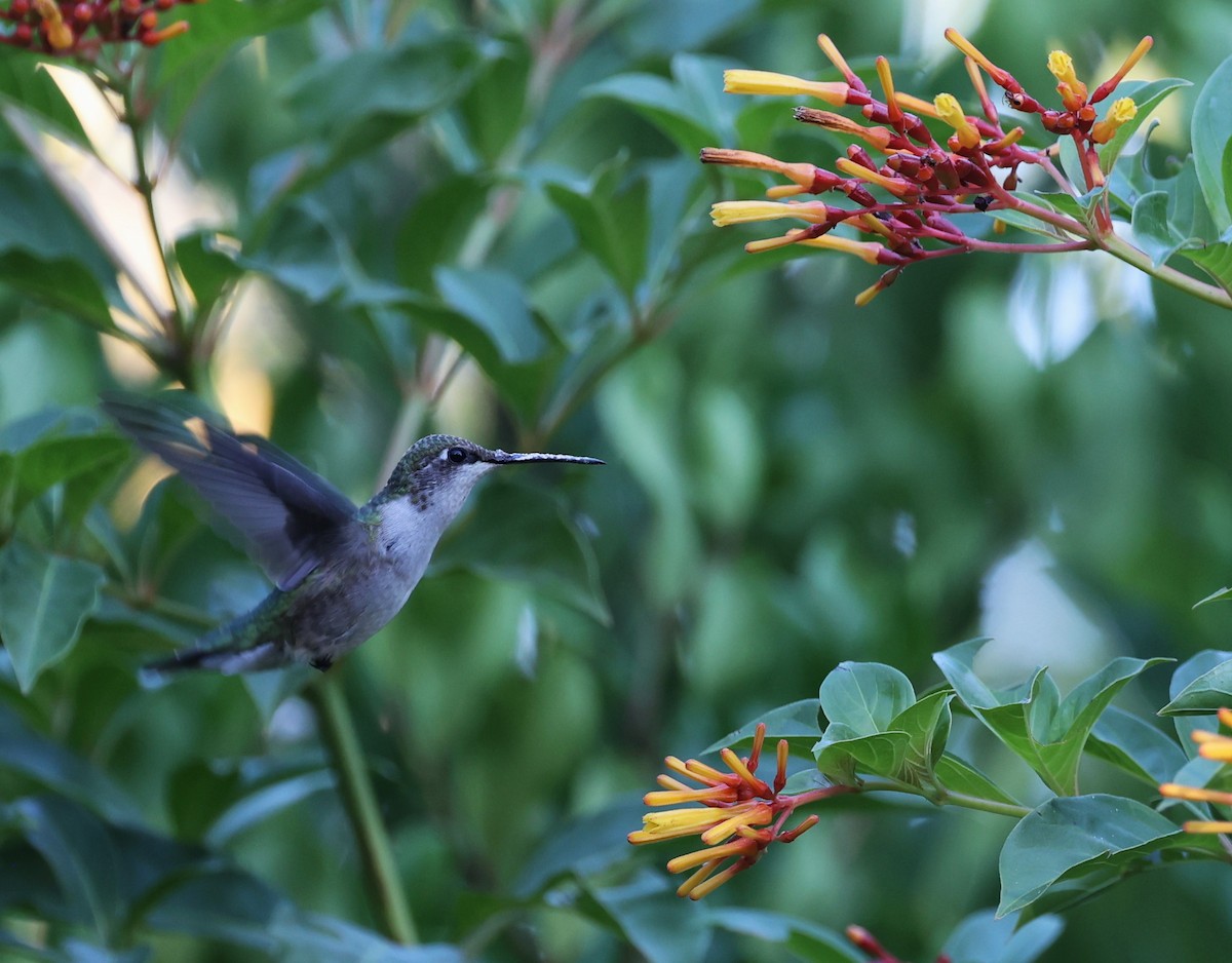 Ruby-throated Hummingbird - ML644660091