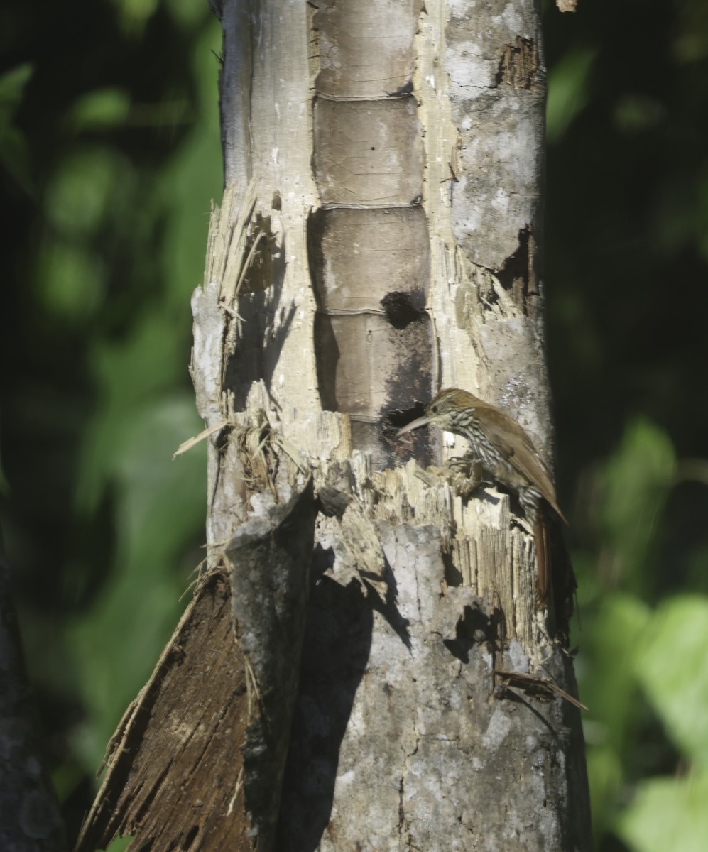 ウロコオニキバシリ - ML644660093