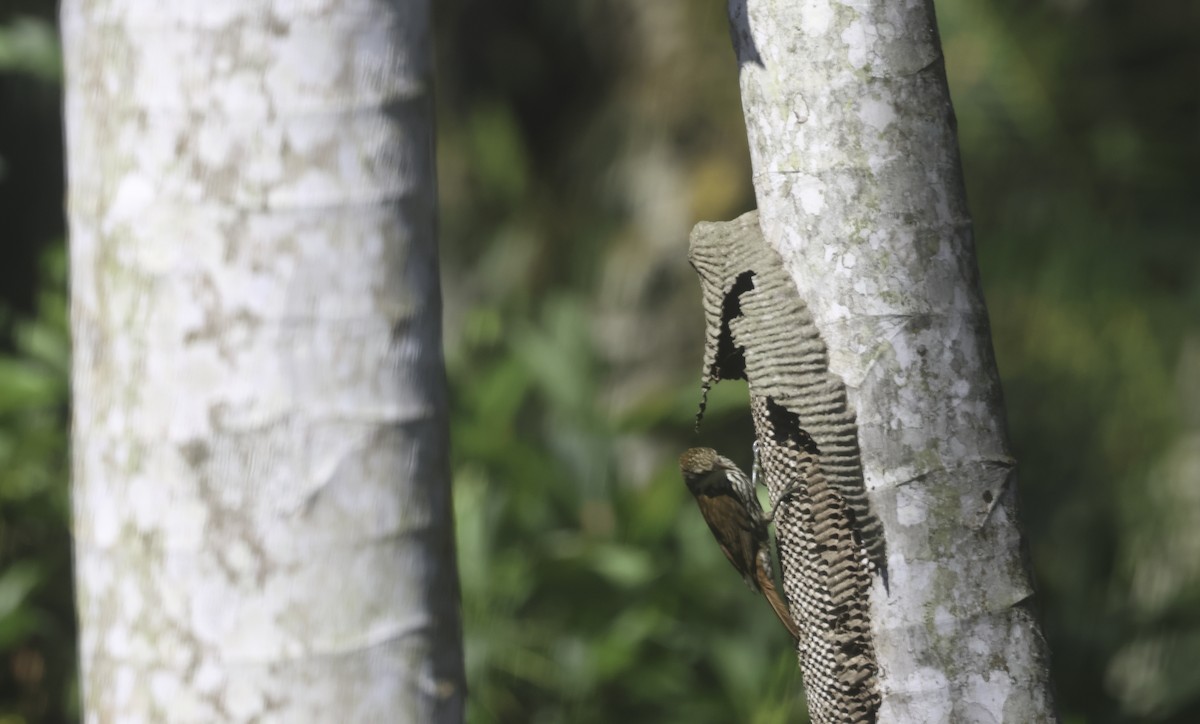 ウロコオニキバシリ - ML644660096