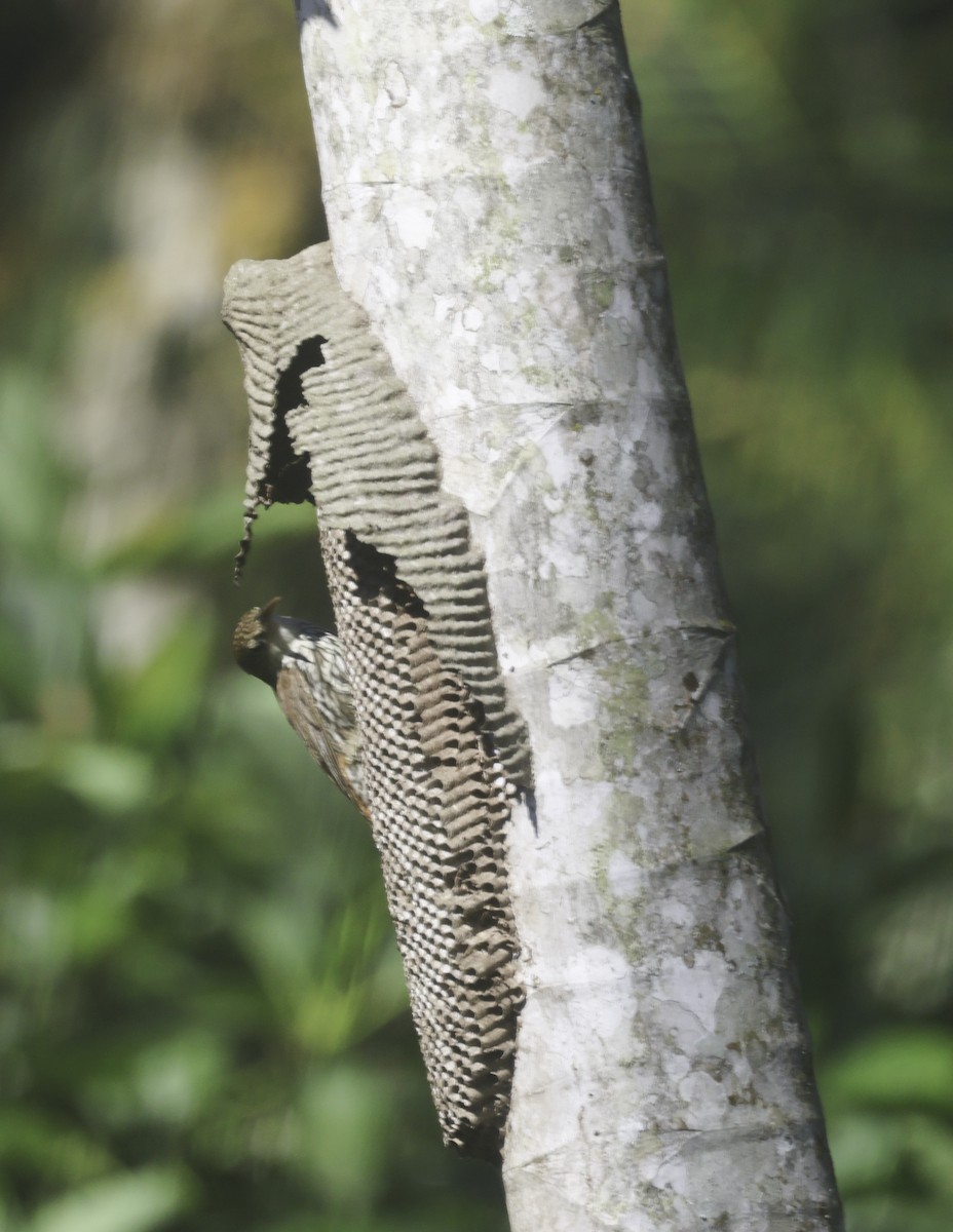 ウロコオニキバシリ - ML644660098