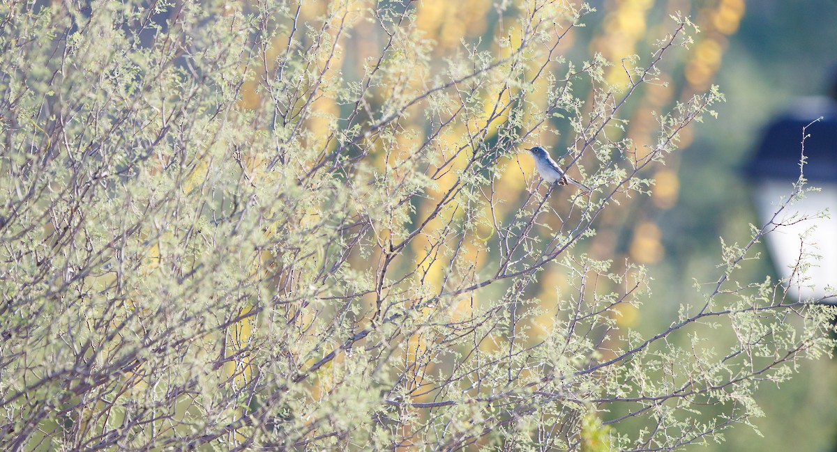 Blue-gray Gnatcatcher (Western) - ML644660106