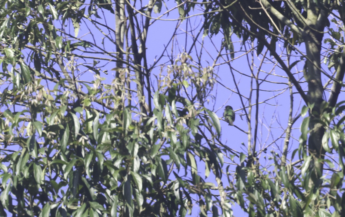 Swallow Tanager - ML644660109