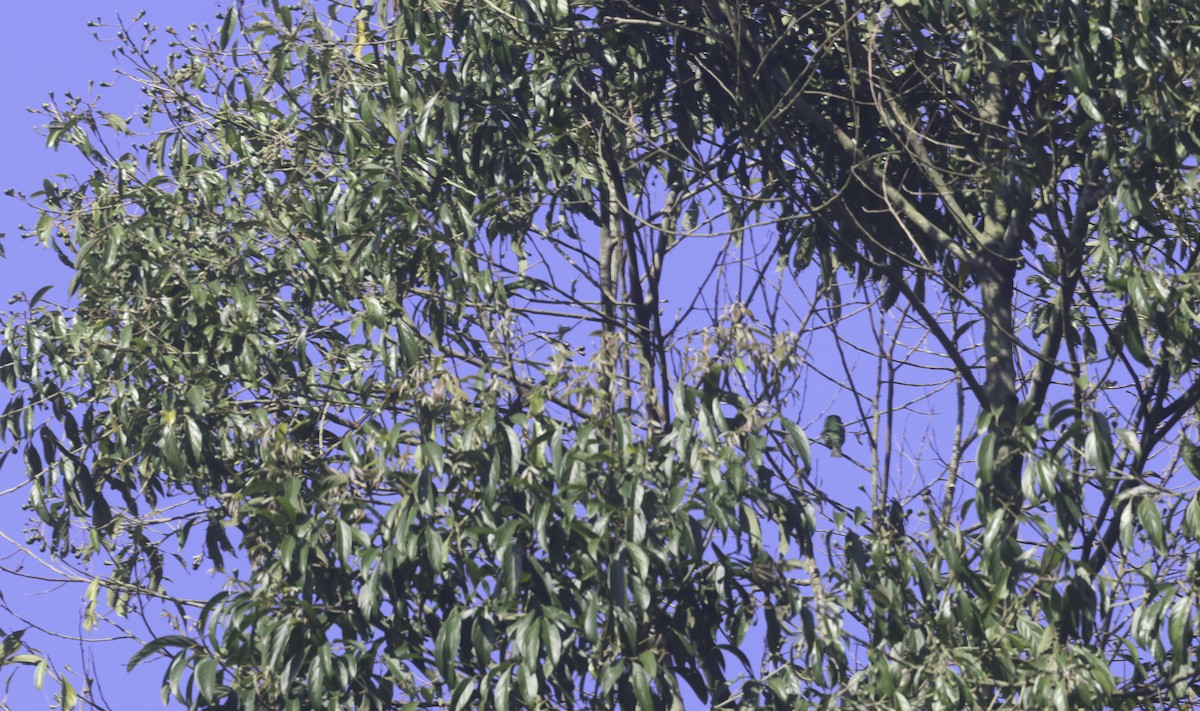 Swallow Tanager - ML644660111