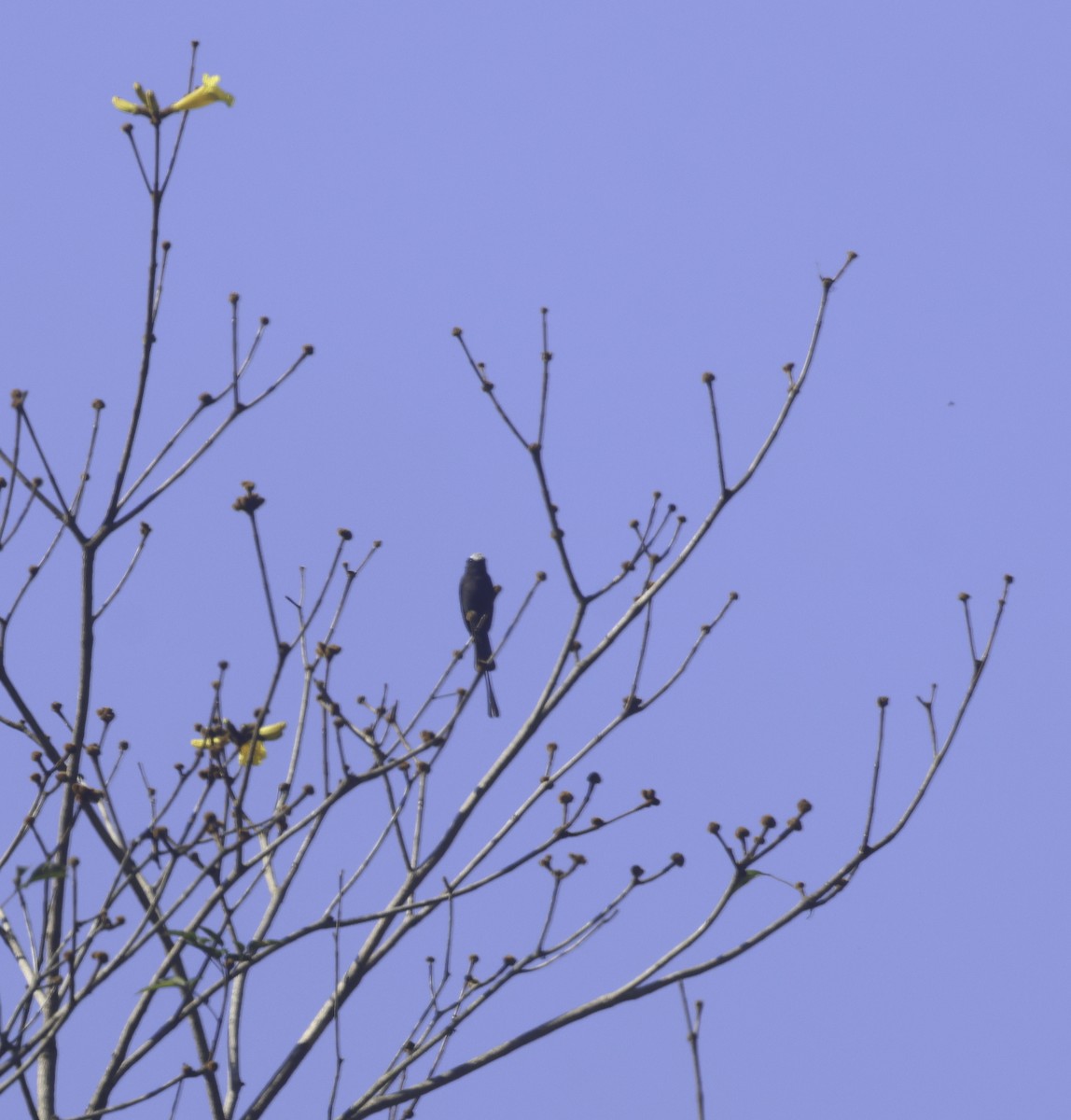 Long-tailed Tyrant - ML644660115