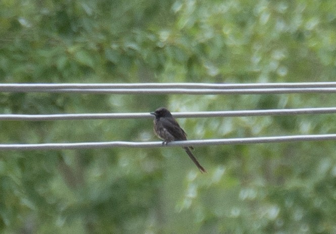 drongo černý - ML644660117