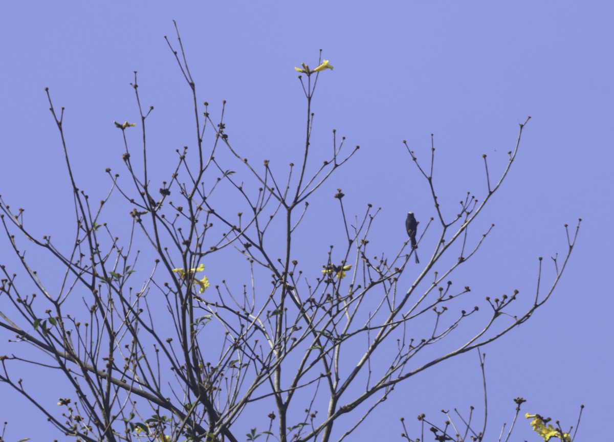 Long-tailed Tyrant - ML644660118