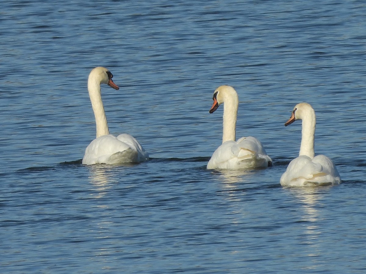 Cygne tuberculé - ML644660153