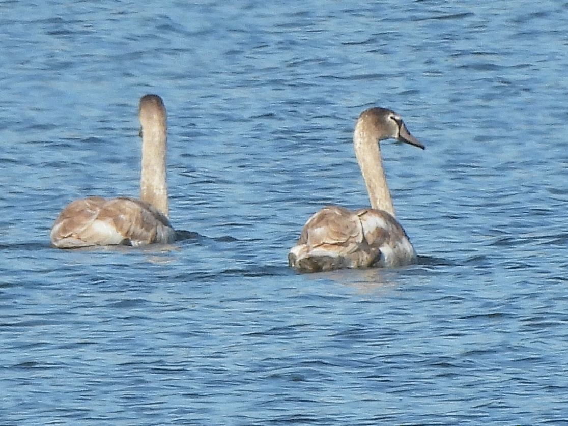 Cygne tuberculé - ML644660170