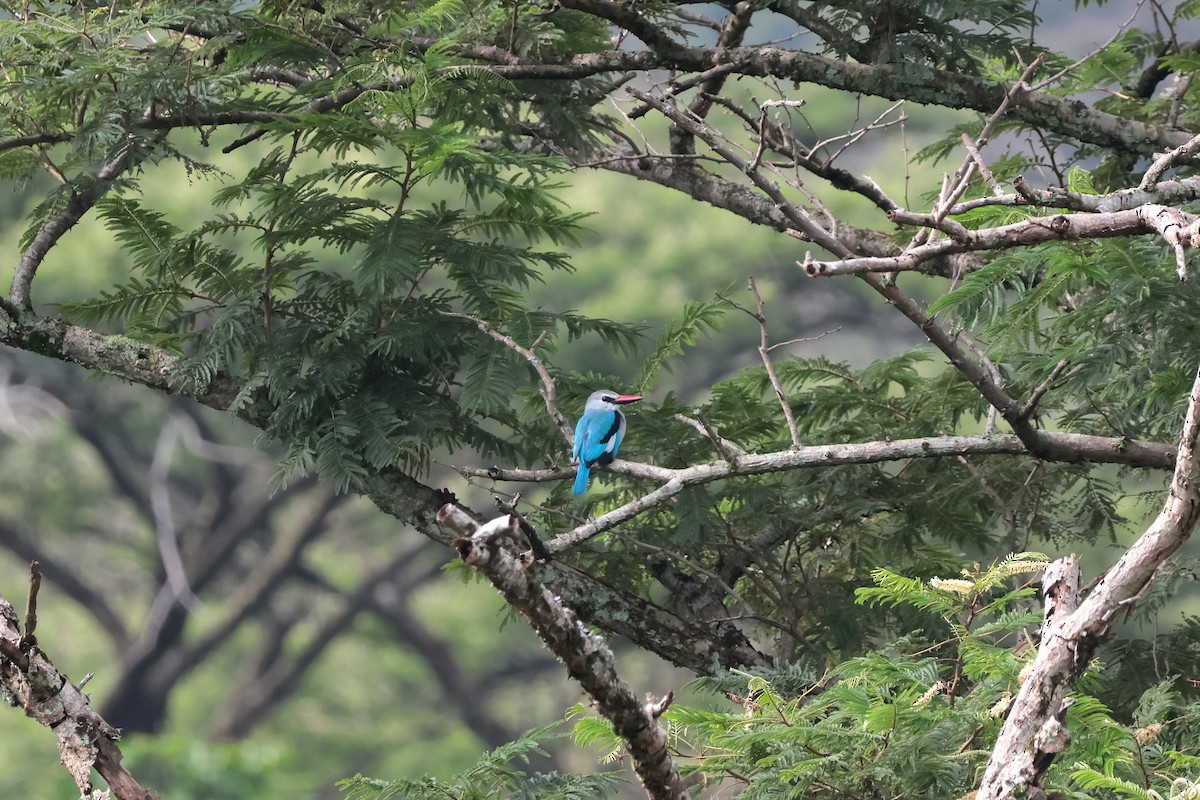 Alción Senegalés - ML644660179