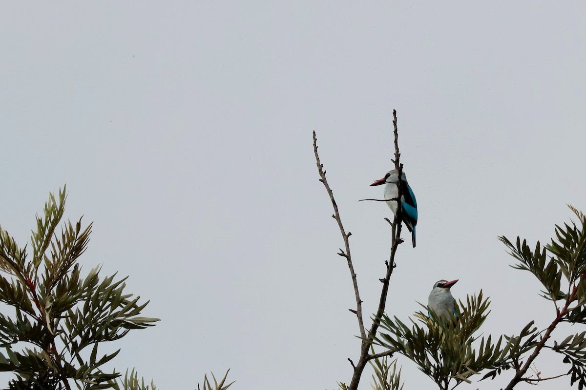 Alción Senegalés - ML644660180