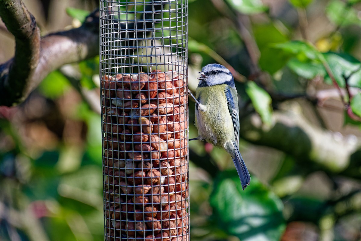 Eurasian Blue Tit - ML644660185