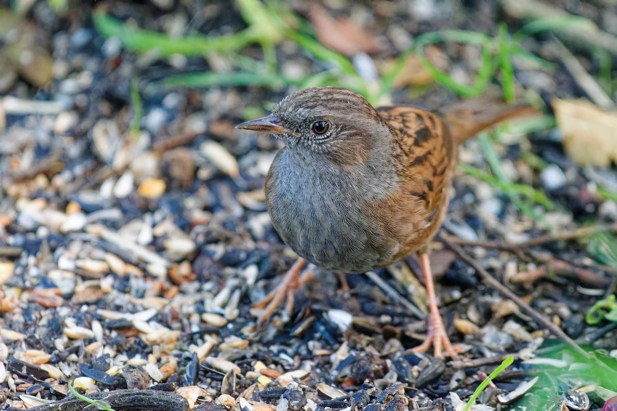 Dunnock - ML644660198