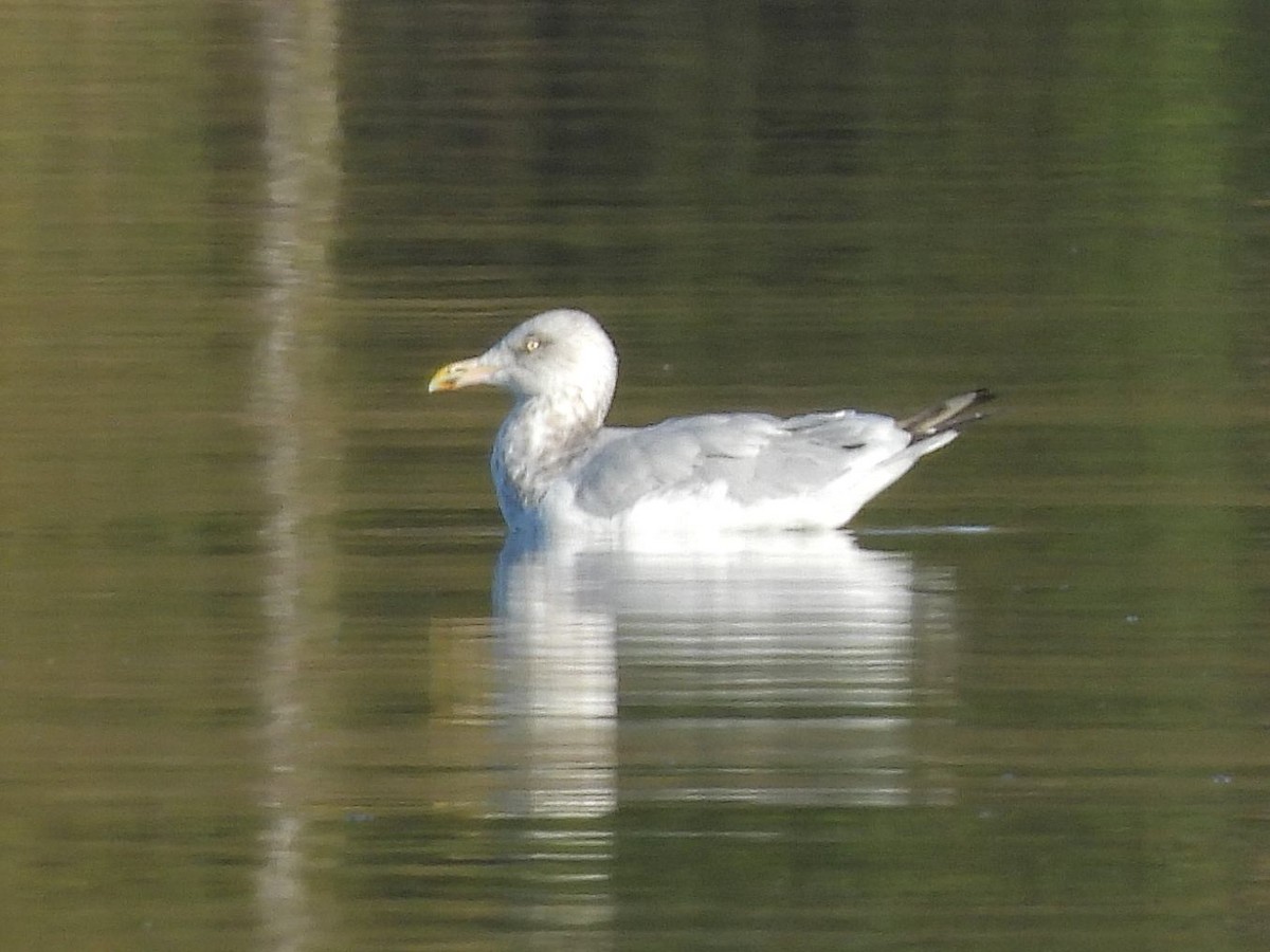 Goéland hudsonien - ML644660203