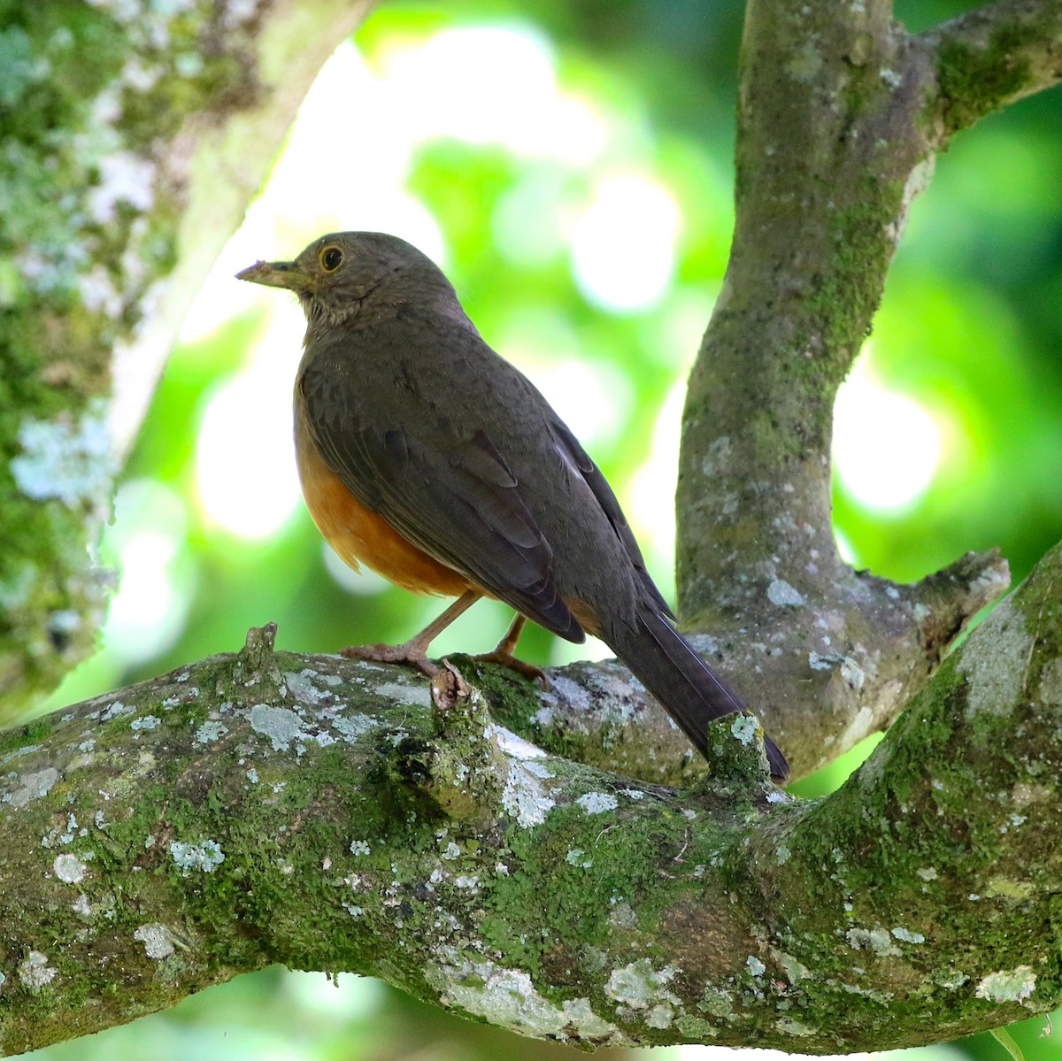 Rufous-bellied Thrush - ML644660206
