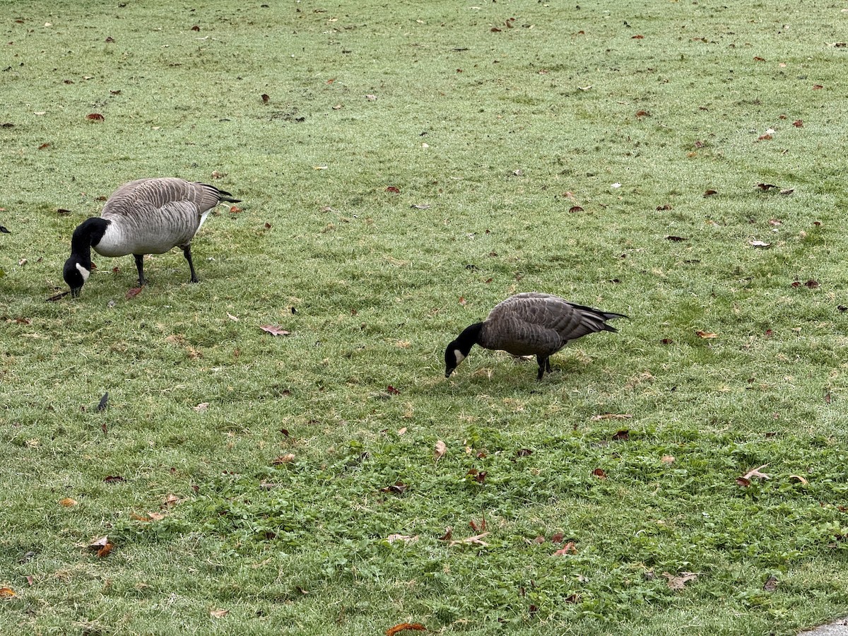 Cackling Goose - ML644660209