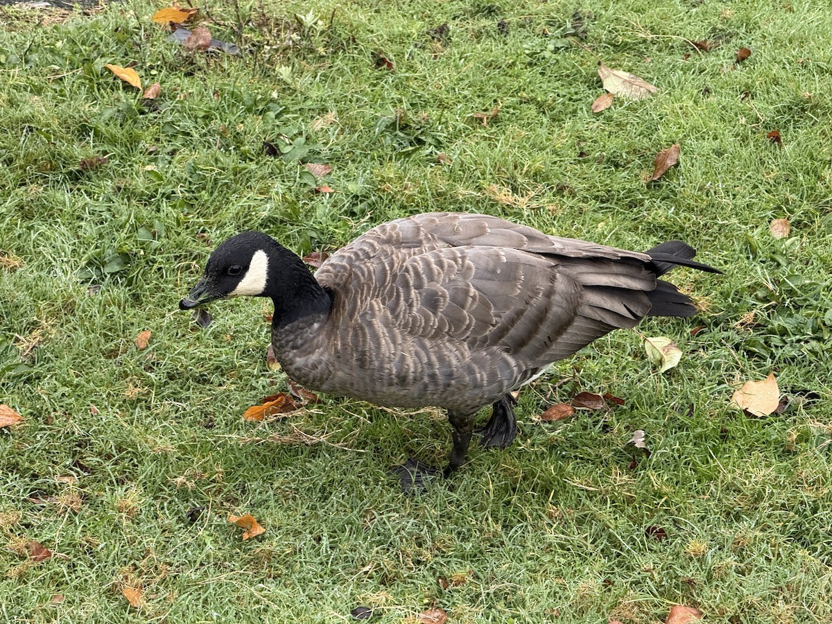 Cackling Goose - ML644660210