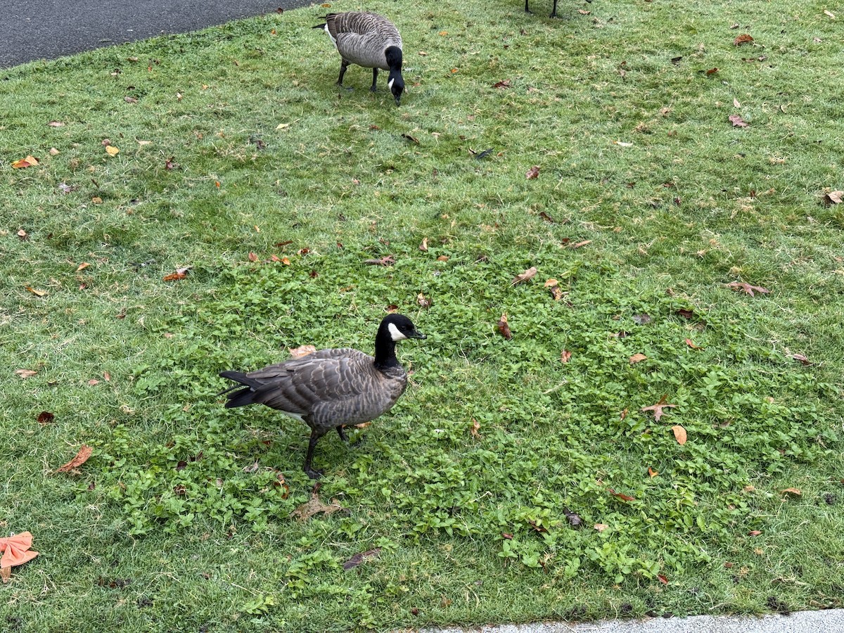 Cackling Goose - ML644660211