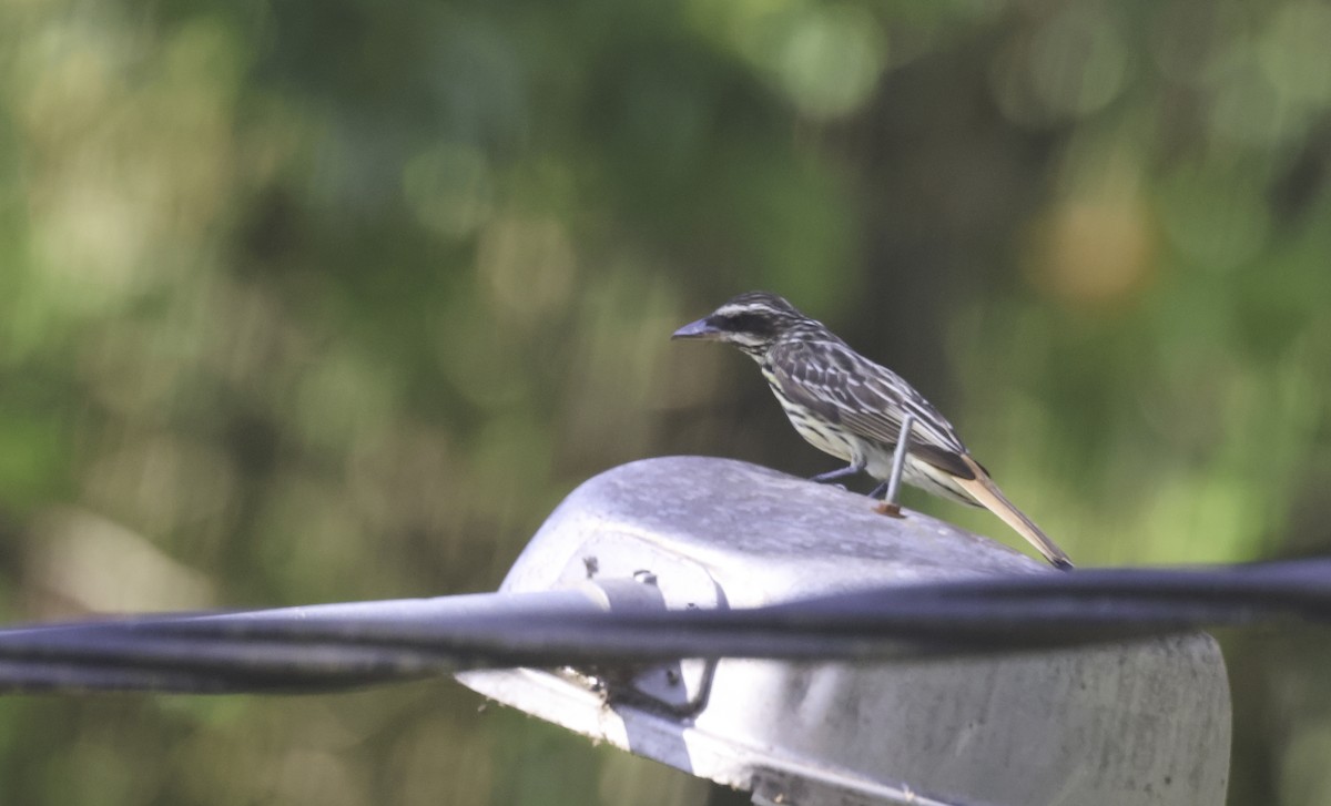 Streaked Flycatcher (Southern) - ML644660215