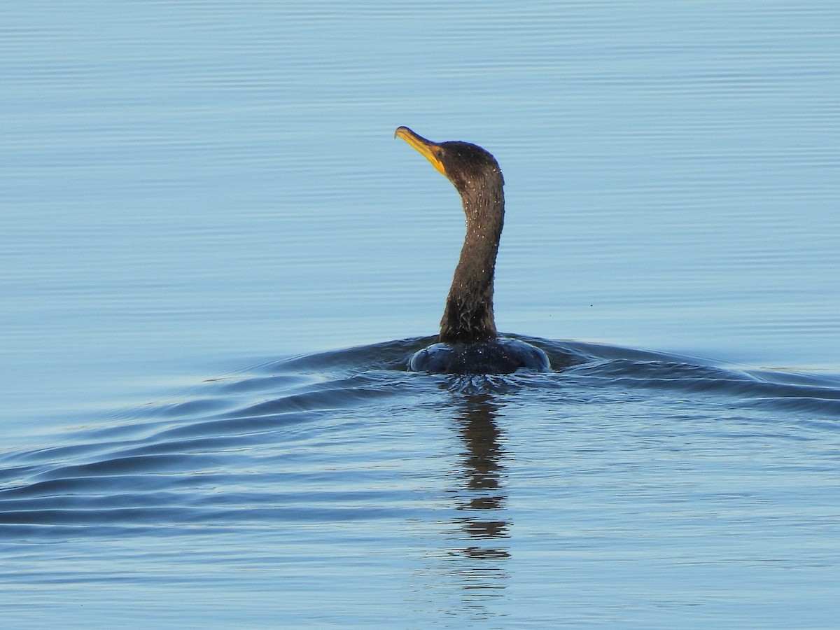 Cormoran à aigrettes - ML644660217