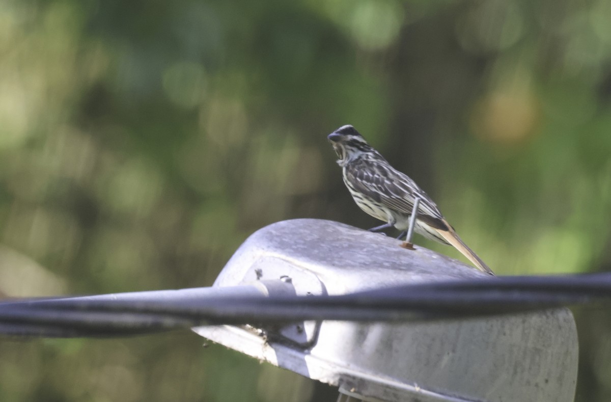 Streaked Flycatcher (Southern) - ML644660218