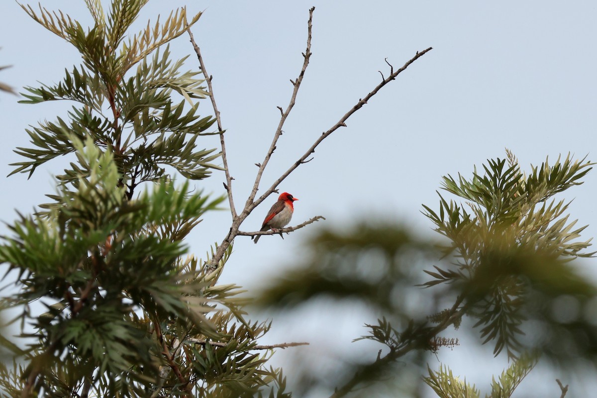 Tejedor Cabecirrojo - ML644660224