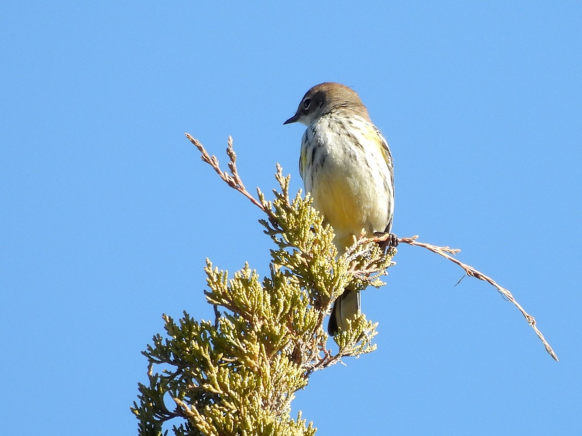 Paruline à croupion jaune - ML644660232
