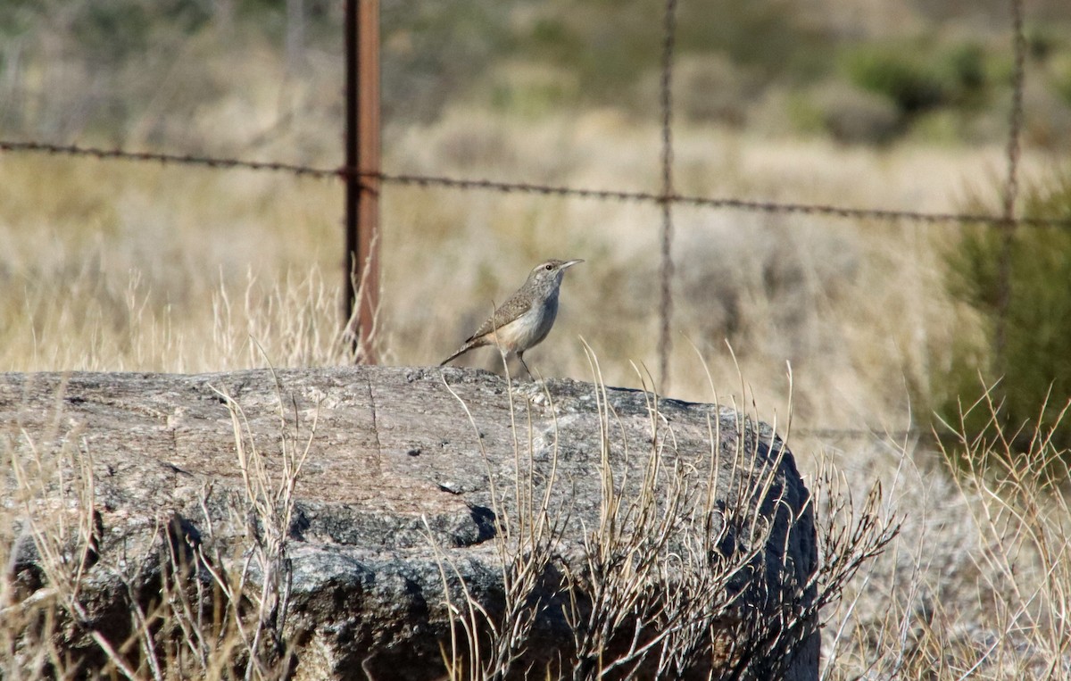 Rock Wren - ML644660237