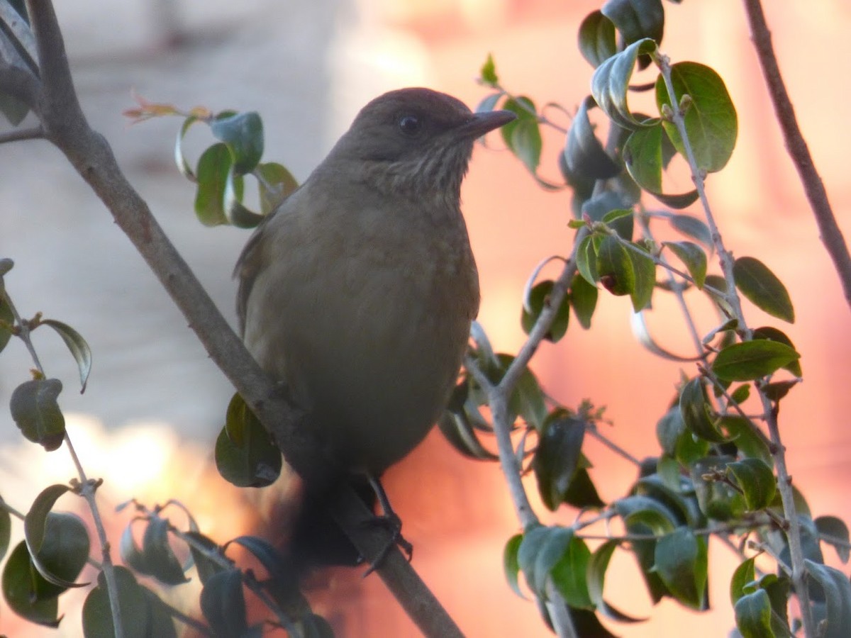 Creamy-bellied Thrush - ML644660238