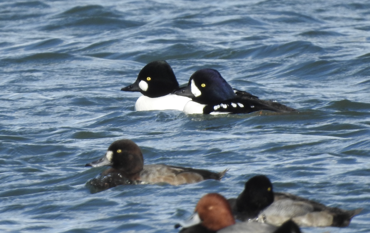 Barrow's Goldeneye - ML644660240