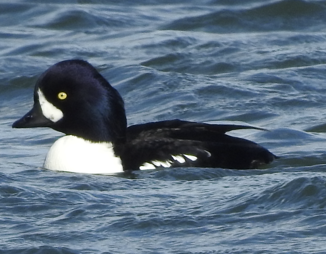 Barrow's Goldeneye - ML644660241