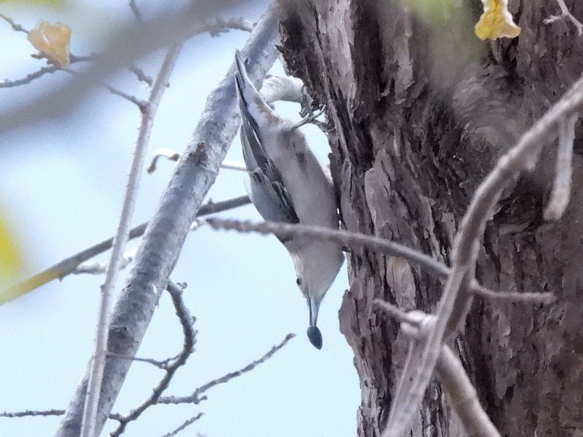 Sittelle à poitrine blanche - ML644660243