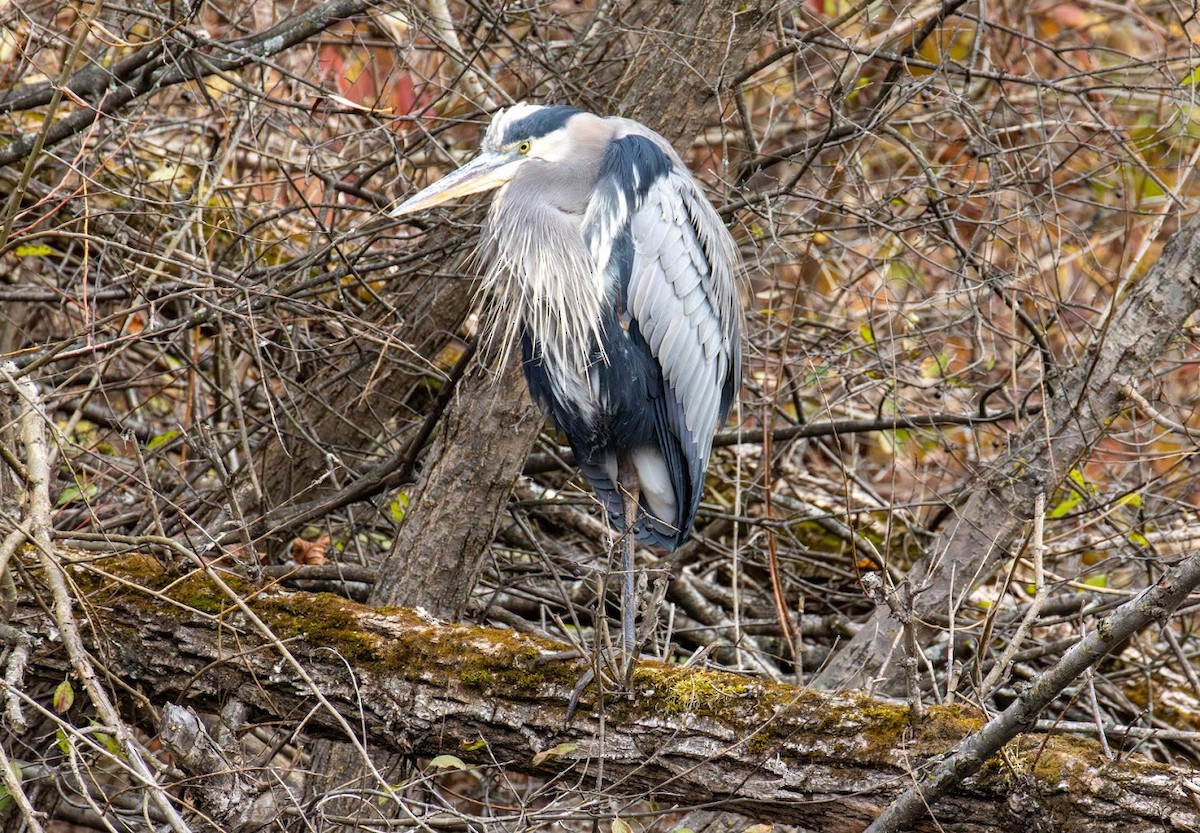 Чапля північна [група herodias] - ML644660250