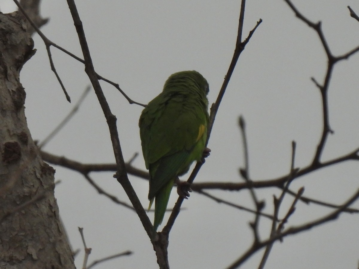 tirika jižní - ML644660251