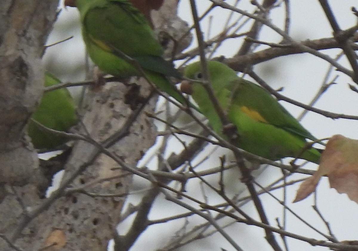 tirika jižní - ML644660252