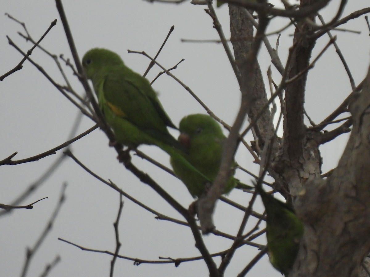 tirika jižní - ML644660253