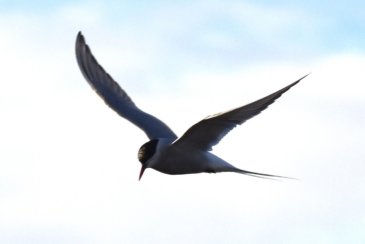 Arctic Tern - ML644660261