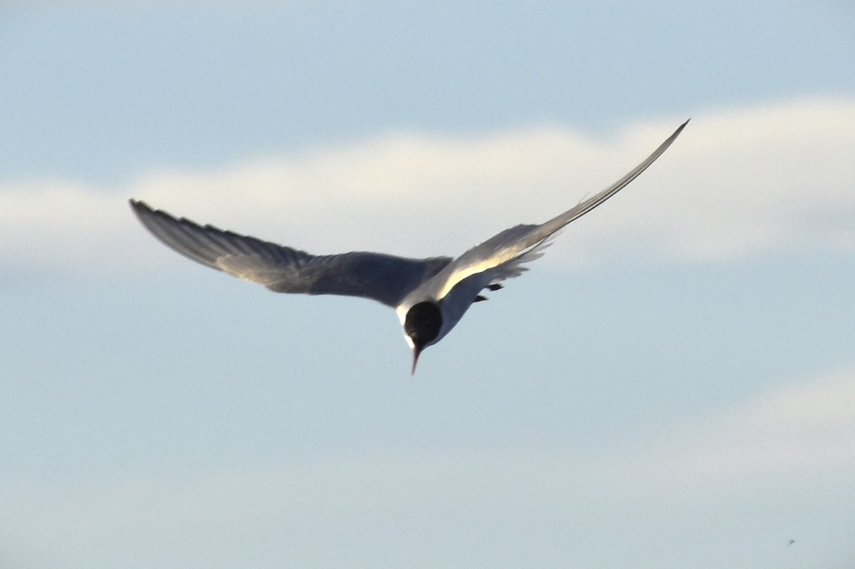 Arctic Tern - ML644660262