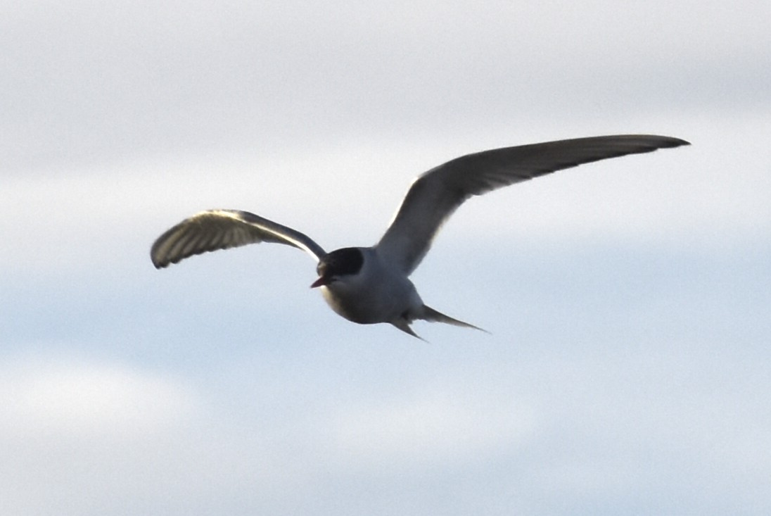 Arctic Tern - ML644660263
