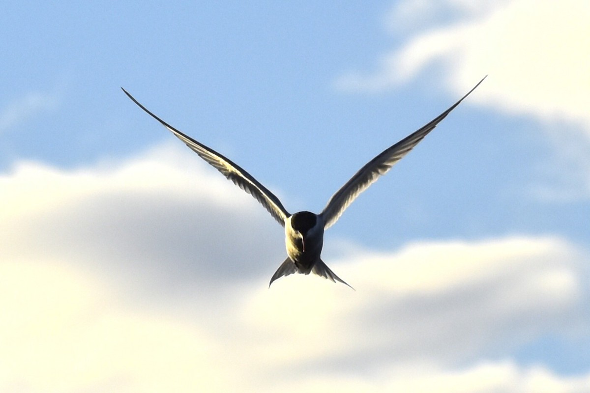 Arctic Tern - ML644660264