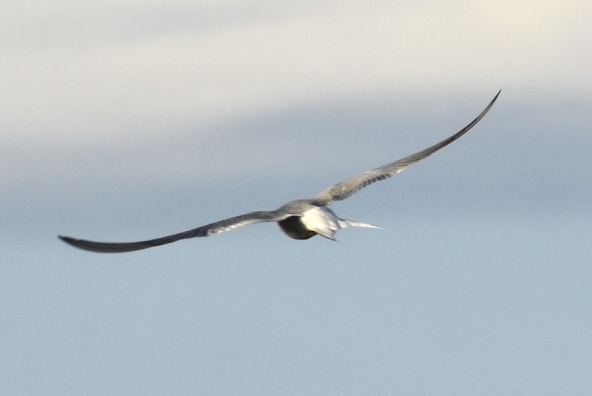Arctic Tern - ML644660265