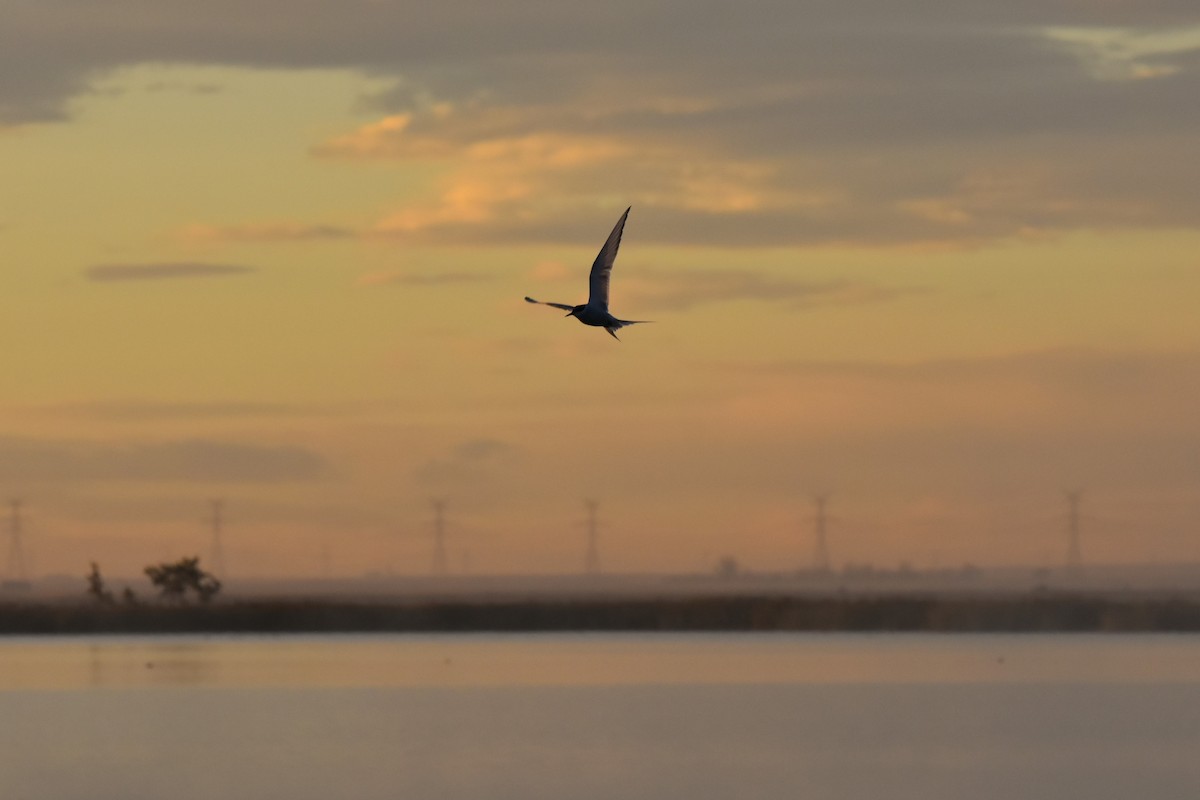 Arctic Tern - ML644660266