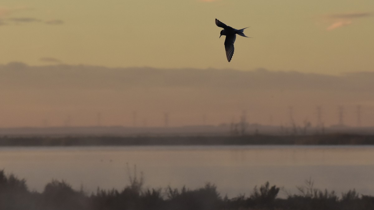 Arctic Tern - ML644660269