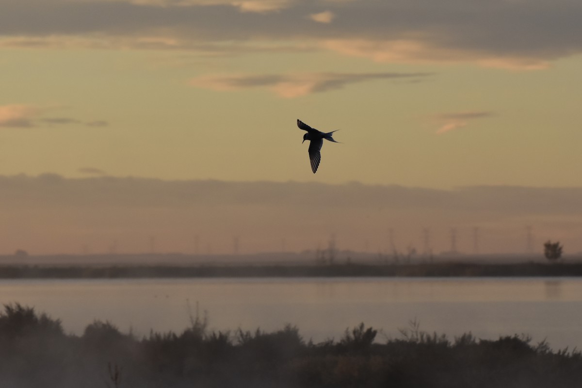 Arctic Tern - ML644660271