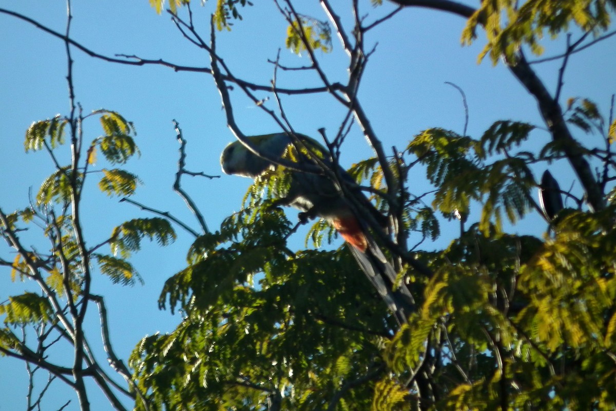 rosela žlutohlavá - ML644660272