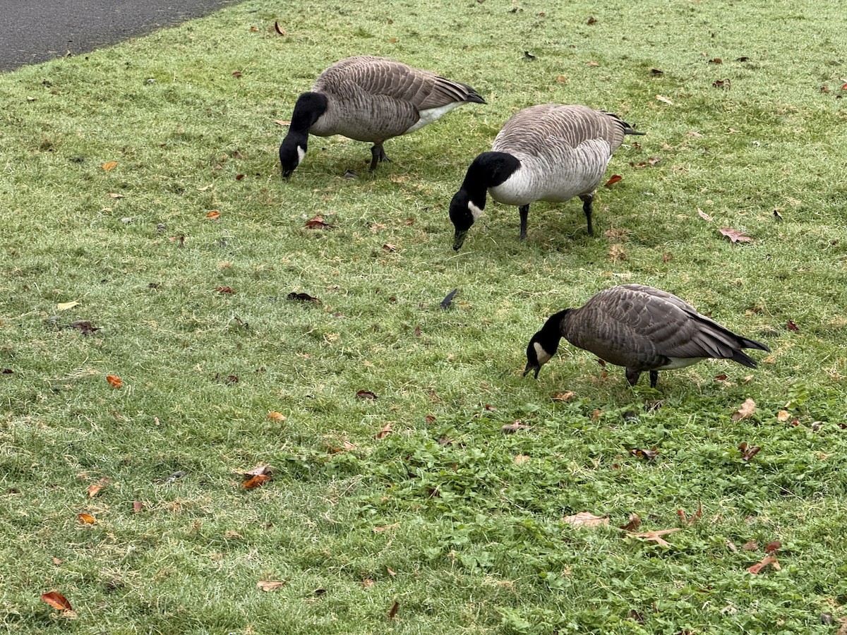 Cackling Goose - ML644660281