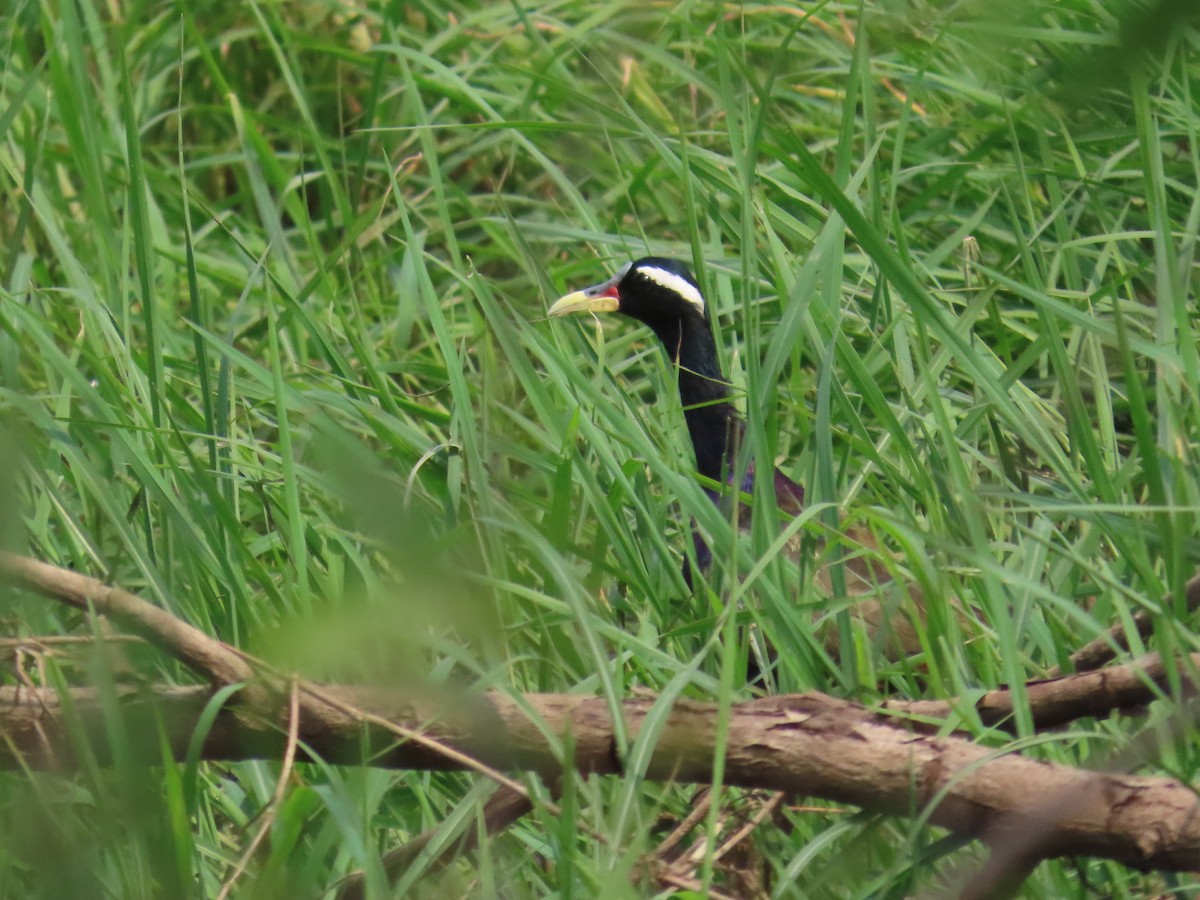 Бронзовокрылая якана - ML644660285