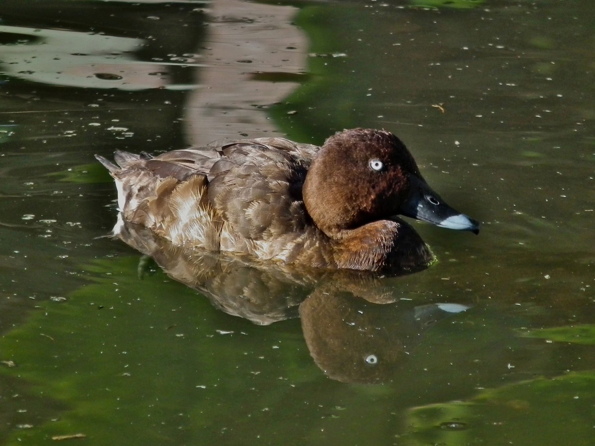 Hardhead - ML644660289