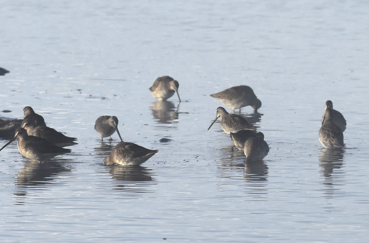 Long-billed Dowitcher - ML644660302